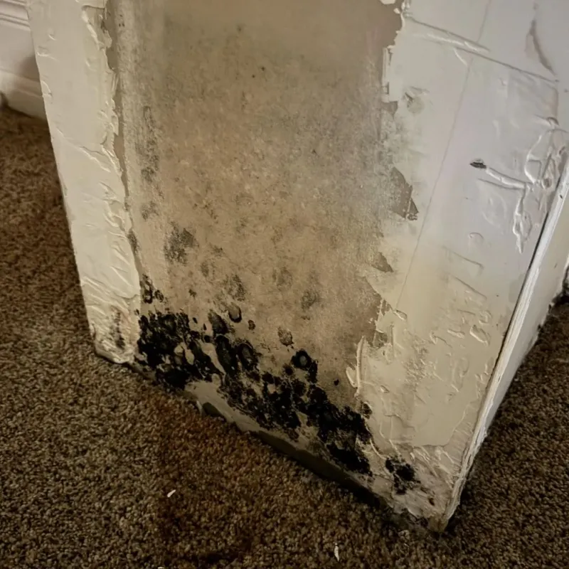 Professional Mold Removal in Culver, OR